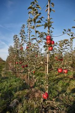 Apple young tree Stock Photos