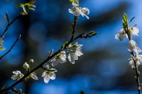 Apple/Cheery blossoms spring Stock Photos