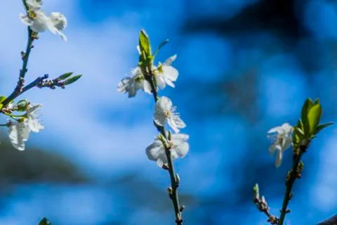 Apple/Cheery blossoms spring Stock Photos