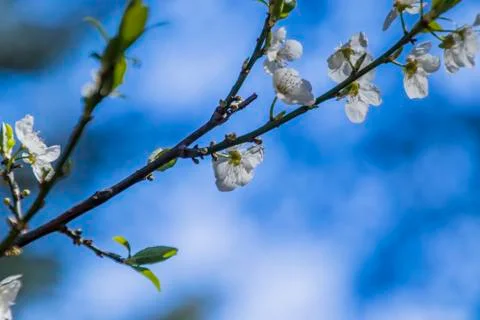 Apple/Cheery blossoms spring Stock Photos