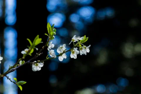 Apple/Cheery blossoms spring Foto stock