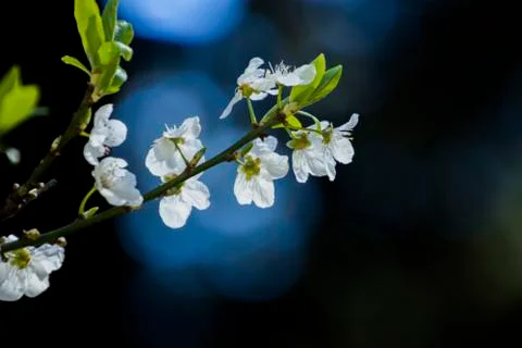 Apple/Cheery blossoms spring Stock Photos