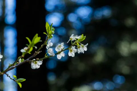 Apple/Cheery blossoms spring Stock Photos