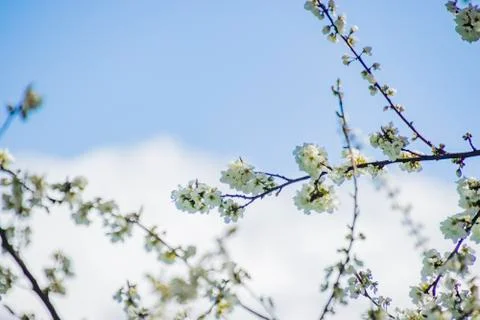 Apple/Cheery blossoms spring Stock Photos
