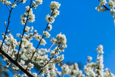 Apple/Cheery blossoms spring Stock Photos