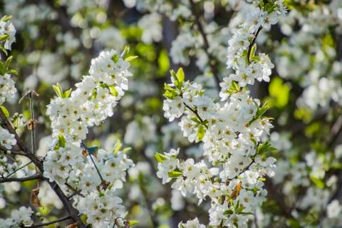 Apple/Cheery blossoms spring Stock Photos