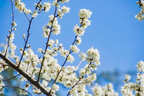 Apple/Cheery blossoms spring Stock Photos