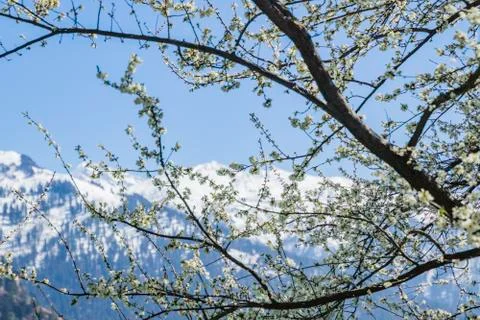 Apple/Cheery blossoms spring Stock Photos