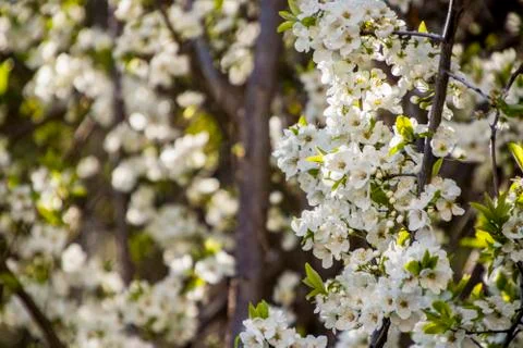 Apple/Cheery blossoms spring Stock Photos