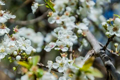 Apple/Cheery blossoms spring Stock Photos