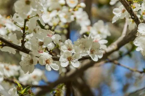 Apple/Cheery blossoms spring Foto stock