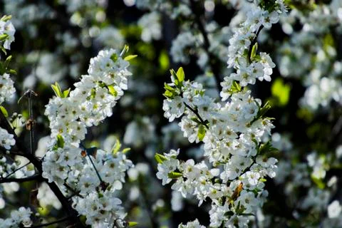 Apple/Cheery blossoms spring Stock Photos