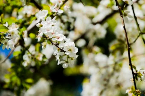 Apple/Cheery blossoms spring Stock Photos
