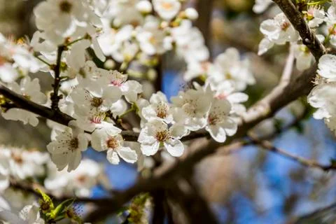 Apple/Cheery blossoms spring Stock Photos