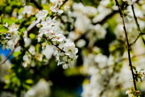 Apple/Cheery blossoms spring Stock Photos