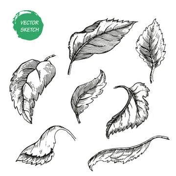 Appleflower Sketch  Stock Illustration