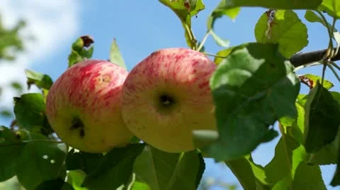 Applepicking Stock Footage 11614452