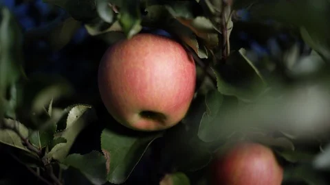 Apples 4K in natural environment evening light Stock Footage 106300913