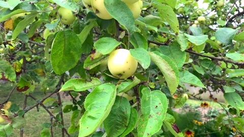 Apples, agriculture Stock Footage 137816438
