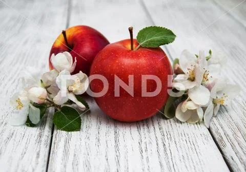 Apples and apple tree blossoms Stock Photos