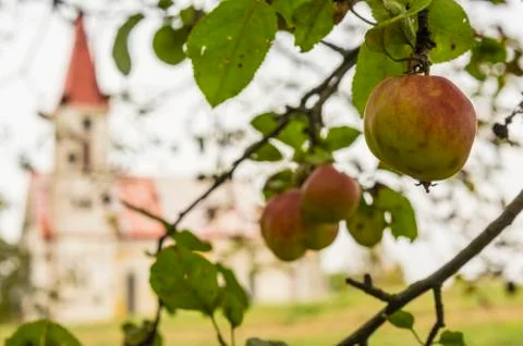 Apples and church Stock Photos