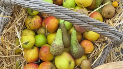 Apples and pears in a basket Stock Footage 220305794