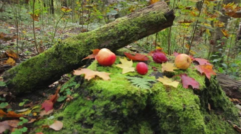 Apples and plums on a tree stump in the autumn forest Vídeos de archivo 55357116