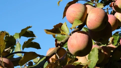 Apples and sky Stock Footage 87966067