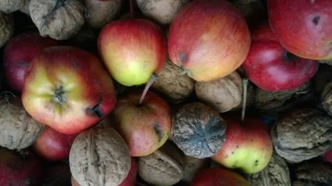 Apples and walnuts lie on the table. Harvest Concept. Stock Photos