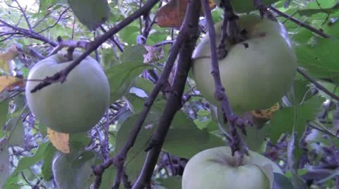 Apples antonovka Vídeo Stock 10728662