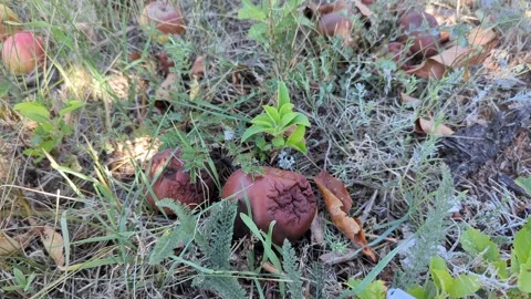 The apples in the apple orchard that are rotten and fallen on the ground Vídeos de archivo 342802558