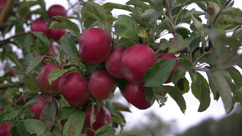 Apples in the apple orchard. orchard tree branches.Fruits, apple trees . Video stock 169939170
