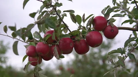 Apples in the apple orchard. orchard tree branches.Fruits, apple trees . Video stock 169939265