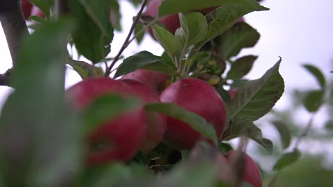 Apples in the apple orchard. orchard tree branches.Fruits, apple trees . Video stock 169939402