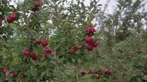 Apples in the apple orchard. orchard tree branches.Fruits, apple trees . Video stock 169939428