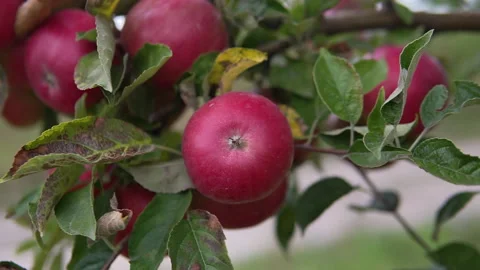 Apples in the apple orchard. orchard tree branches.Fruits, apple trees . Video stock 169939460