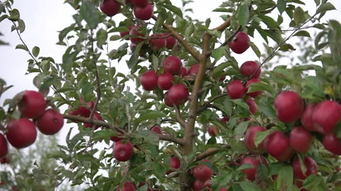 Apples in the apple orchard. orchard tree branches.Fruits, apple trees . Video stock 169939490