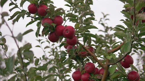 Apples in the apple orchard. orchard tree branches.Fruits, apple trees . Video stock 169939508