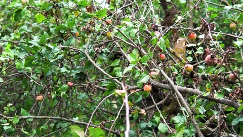 Apples on an apple tree in an abandoned orchard Stock Footage 273329336