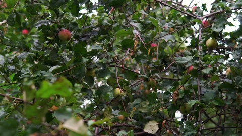 Apples on an apple tree in an abandoned orchard Video stock 273330130