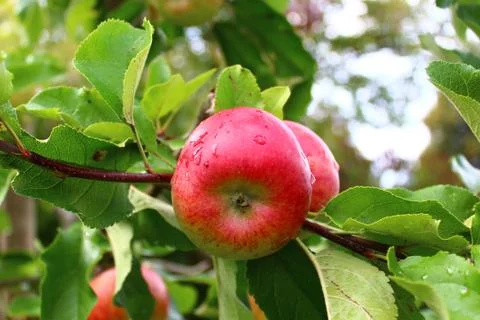Apples on a apple tree after the rain Stock Photos
