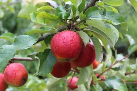 apples on a apple tree after the rain