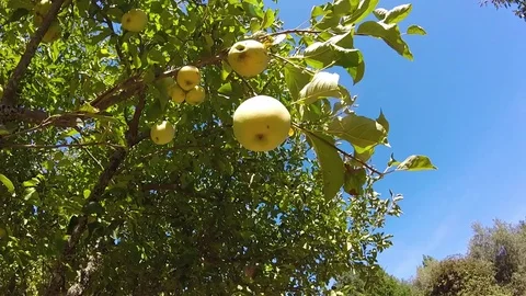 Apples on apple tree with blue sky Video stock 80647824