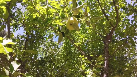 Apples on apple tree with blue sky Stock Footage 81199224