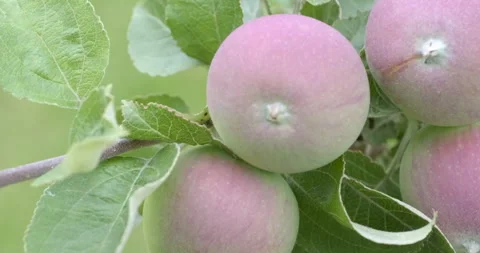 Apples on an apple tree branch Stock Footage 246428312