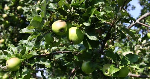 Apples on an apple tree branch in summer. Stock Footage 304690706