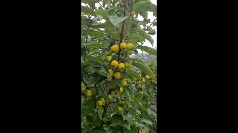 Apples on an apple tree during heavy rain. Stock Footage 286298216