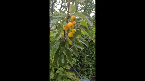 Apples on an apple tree during heavy rain. Stock Footage 286298219