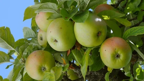 Apples on a Apple Tree Video stock 97265913