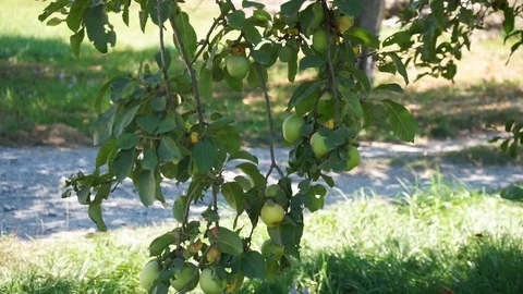 Apples on an apple tree Stock Footage 116011597